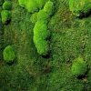 giardini-verticali-flat-ball-moss1
