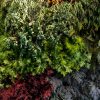 giardini-verticali-full-jungle1