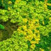 giardini-verticali-lichene-premium-blend1