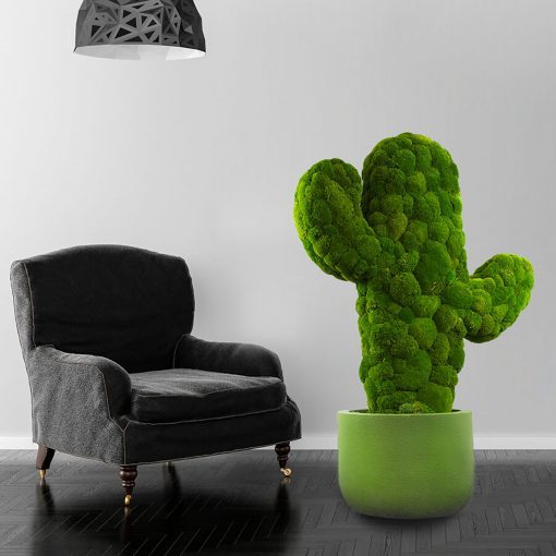Cactus1-centrufficio